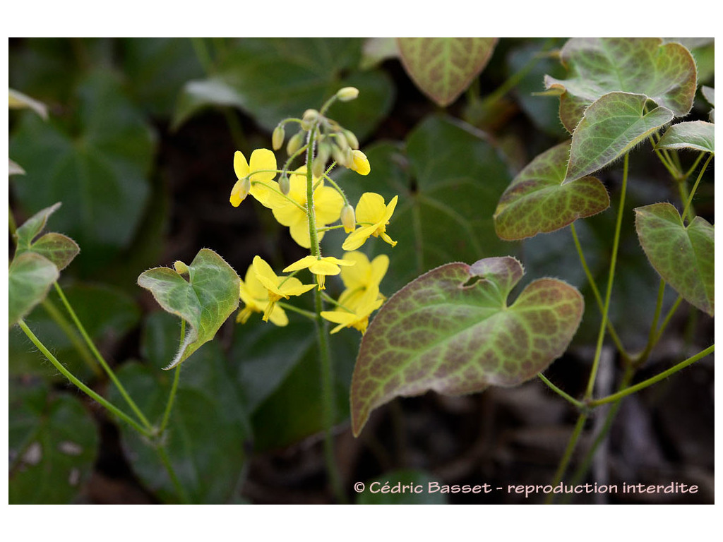 EPIMEDIUM x PERRALCHICUM 'NACHFOLGER'