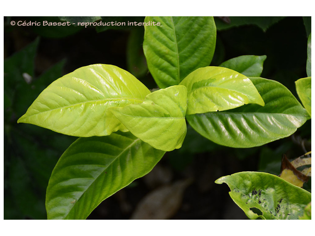 GARDENIA JASMINOIDES 'OGON NO HANA'