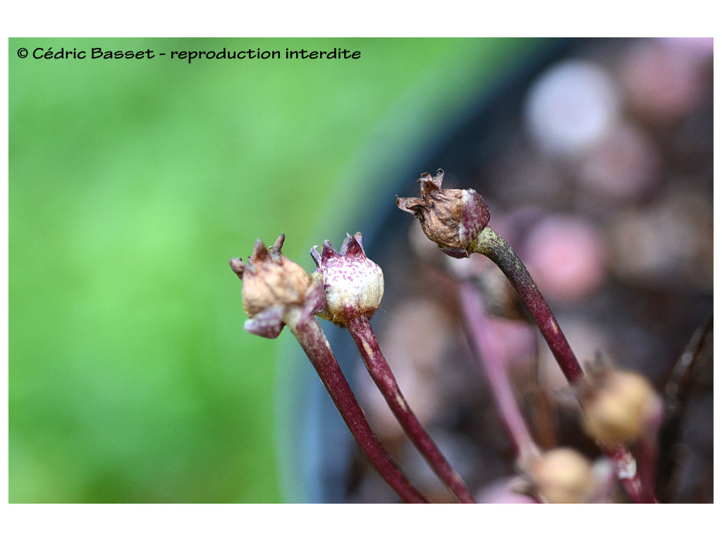 ASPIDISTRA MINUTIFLORA