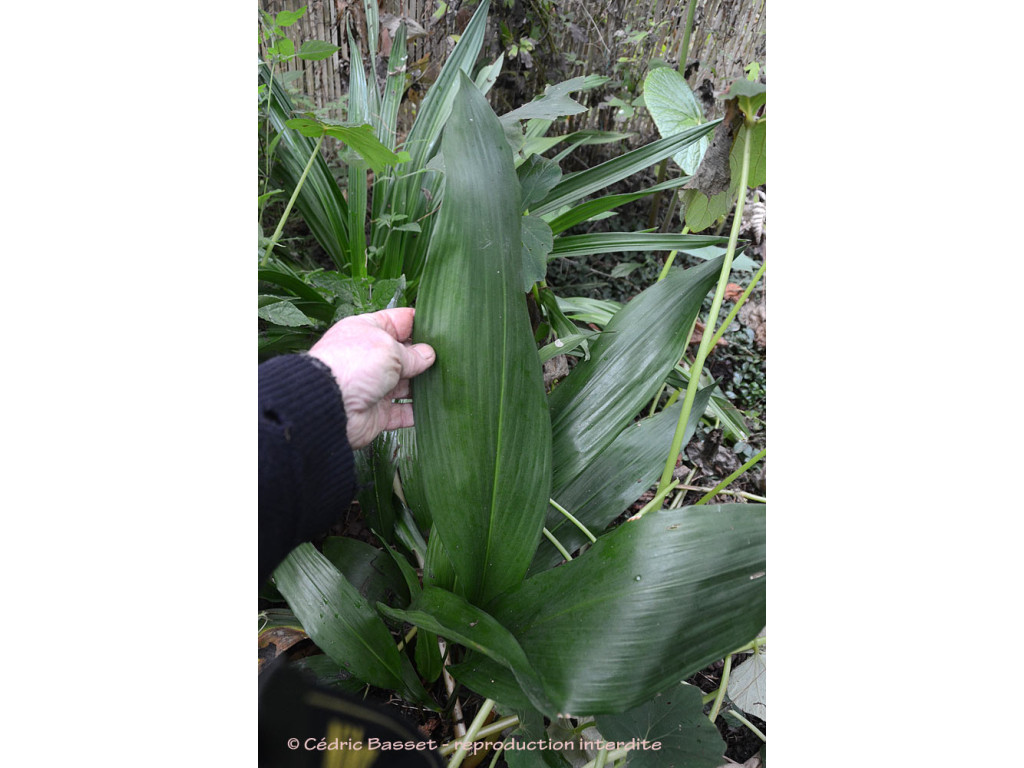 ASPIDISTRA sp.Chine CHN0140