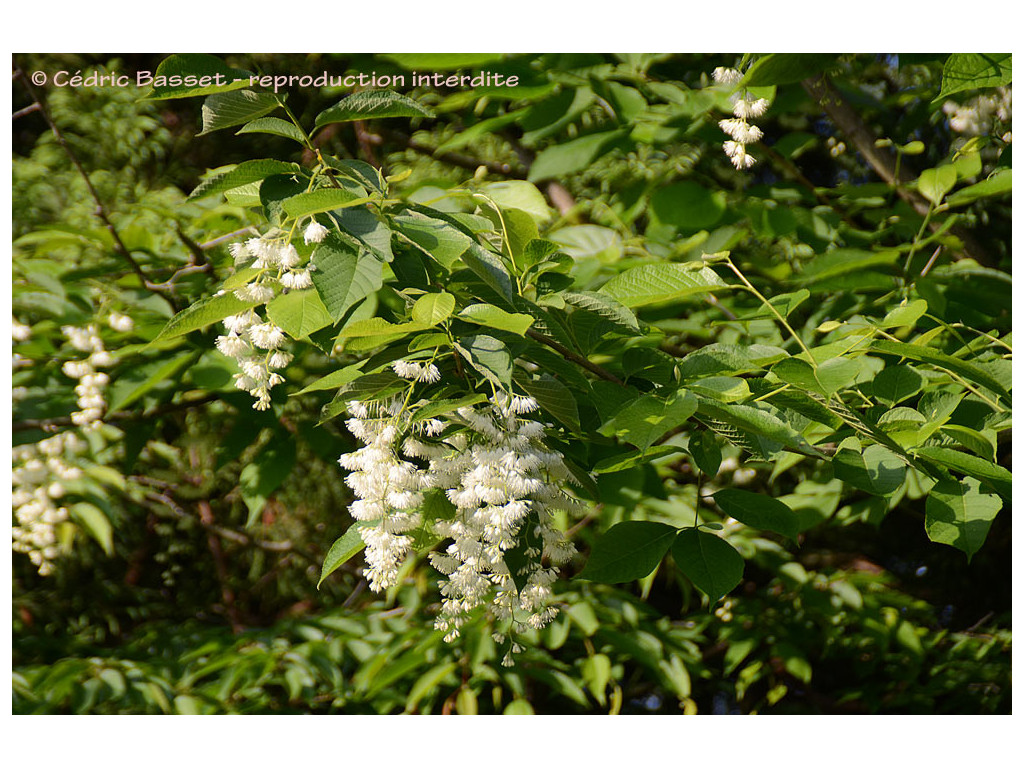 PTEROSTYRAX HISPIDA CBJP1866