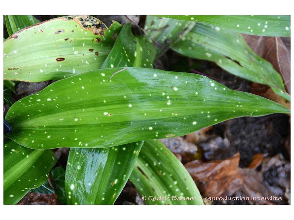 ASPIDISTRA ELATIOR 'AMANOGAWA'