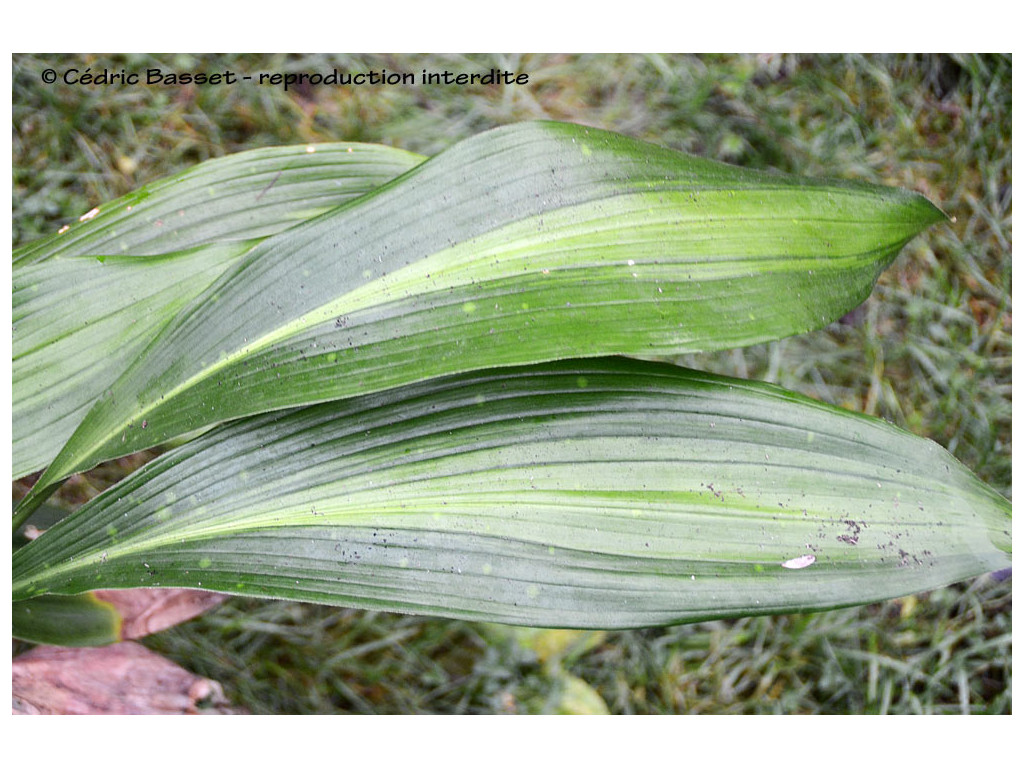 ASPIDISTRA sp. Chine CHN.S-55