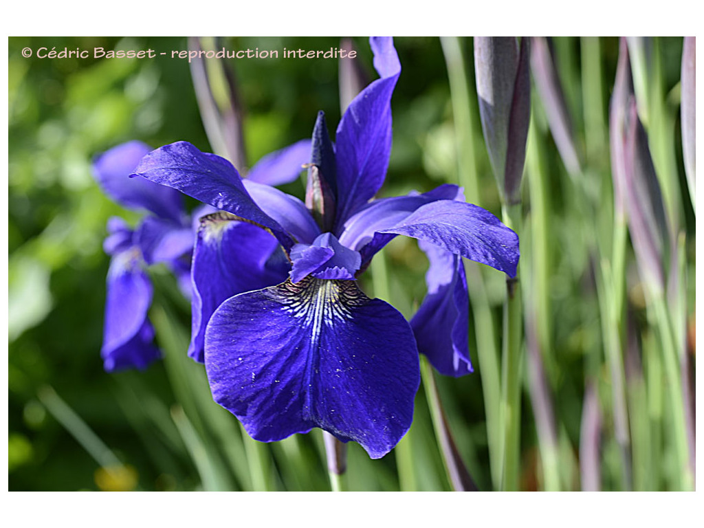IRIS SIBIRICA 'MY LOVE'