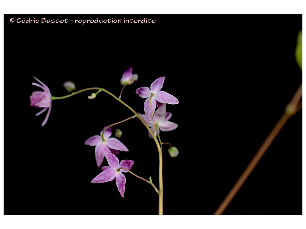 EPIMEDIUM 'MURASAKI KOMACHI'