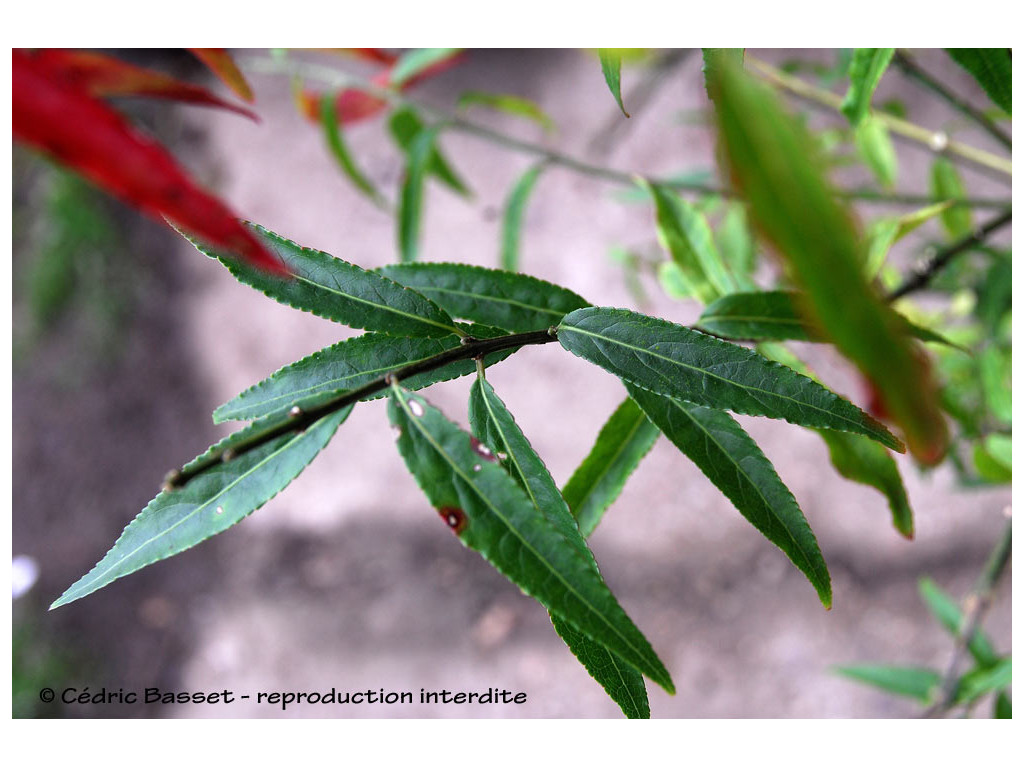 EUONYMUS MORRISONENSIS