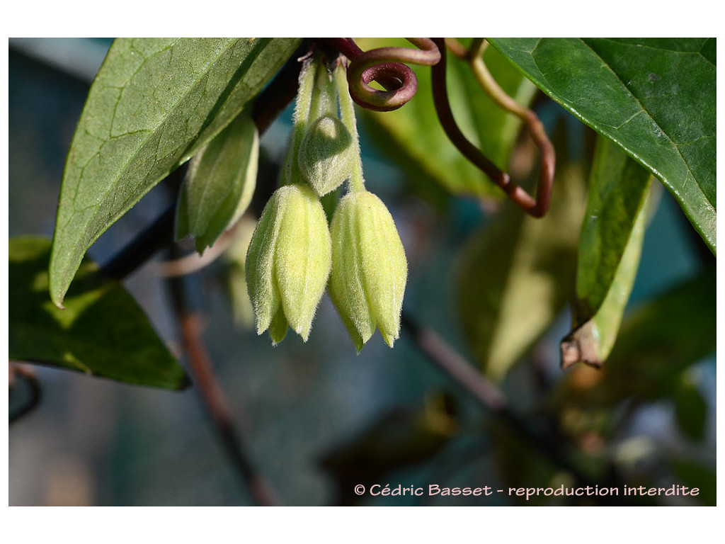 CLEMATIS FASCICULIFLORA (Yunnan)