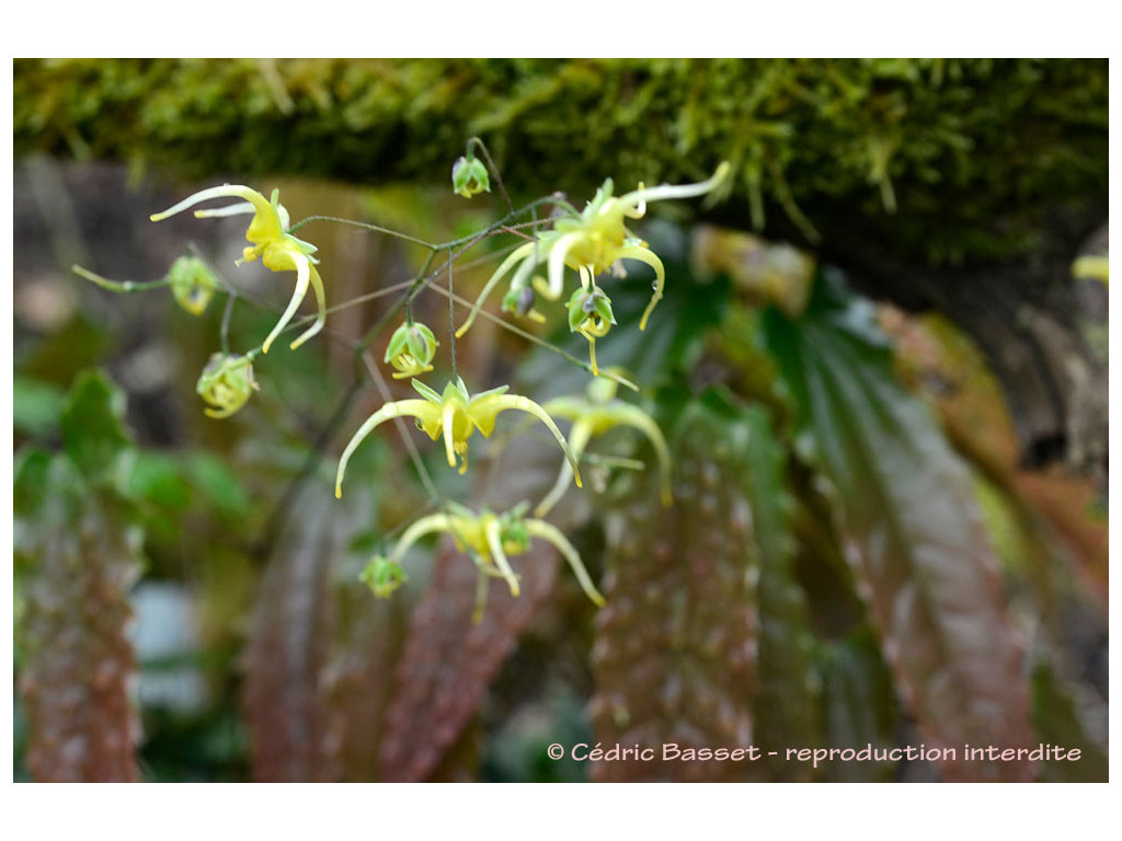 EPIMEDIUM 'NINJA STAR'