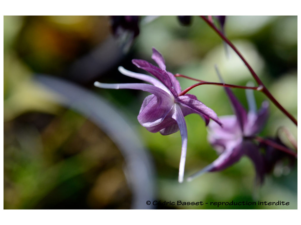 EPIMEDIUM GRANDIFLORUM 'DARK SIDE'