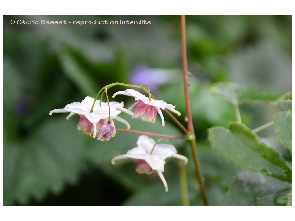 EPIMEDIUM 'GODELIEVE VEREENOOGHE'