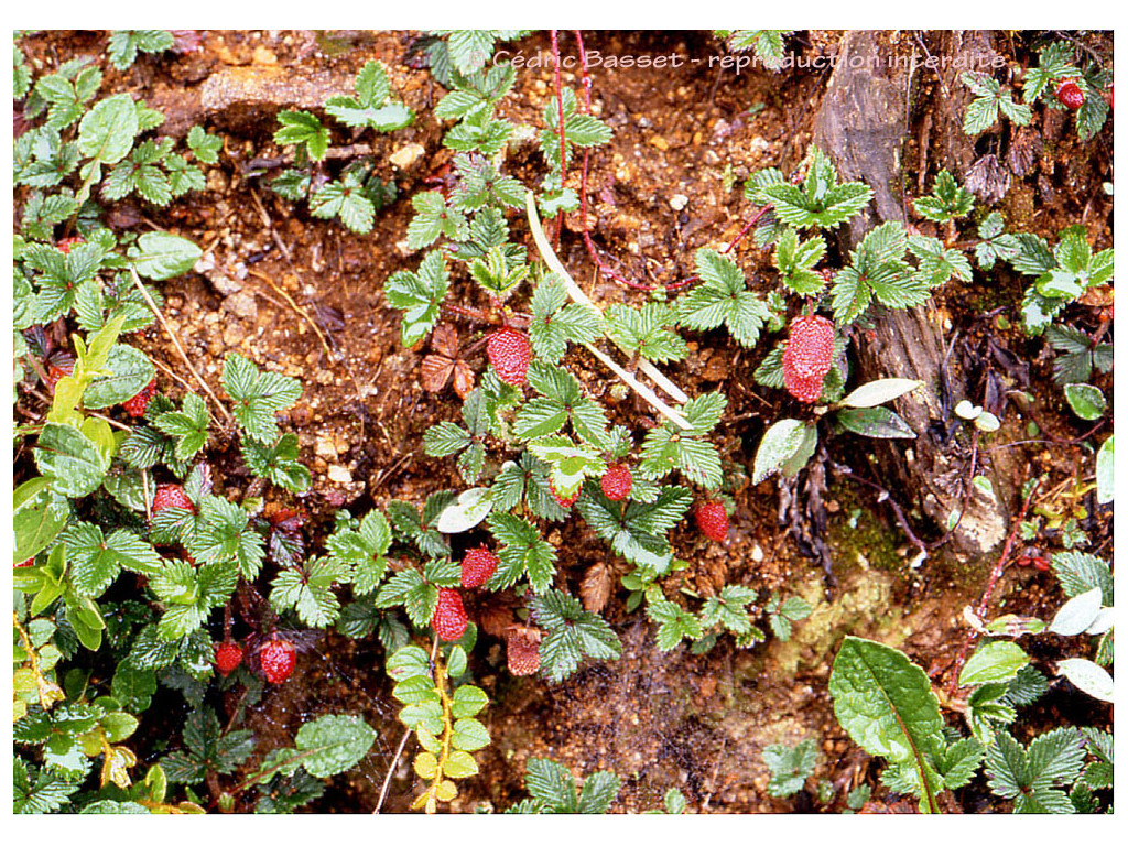 FRAGARIA DALTONIANA