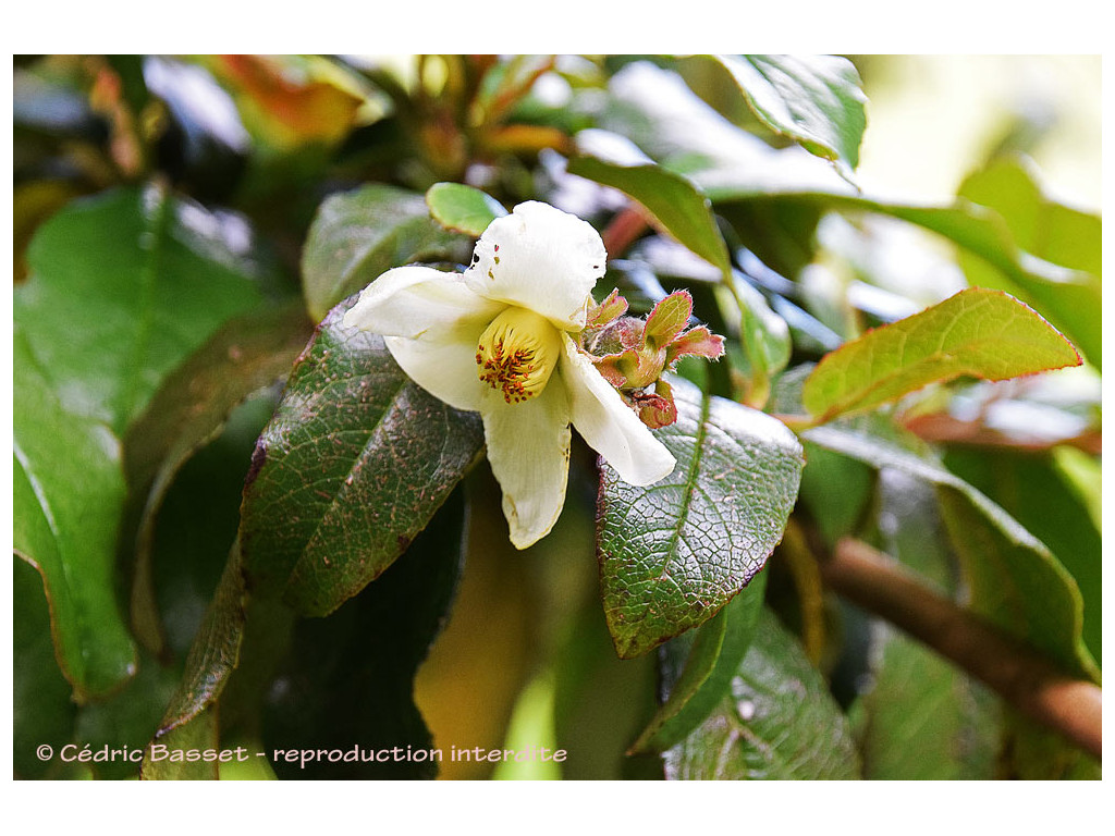 STEWARTIA PTEROPETIOLATA