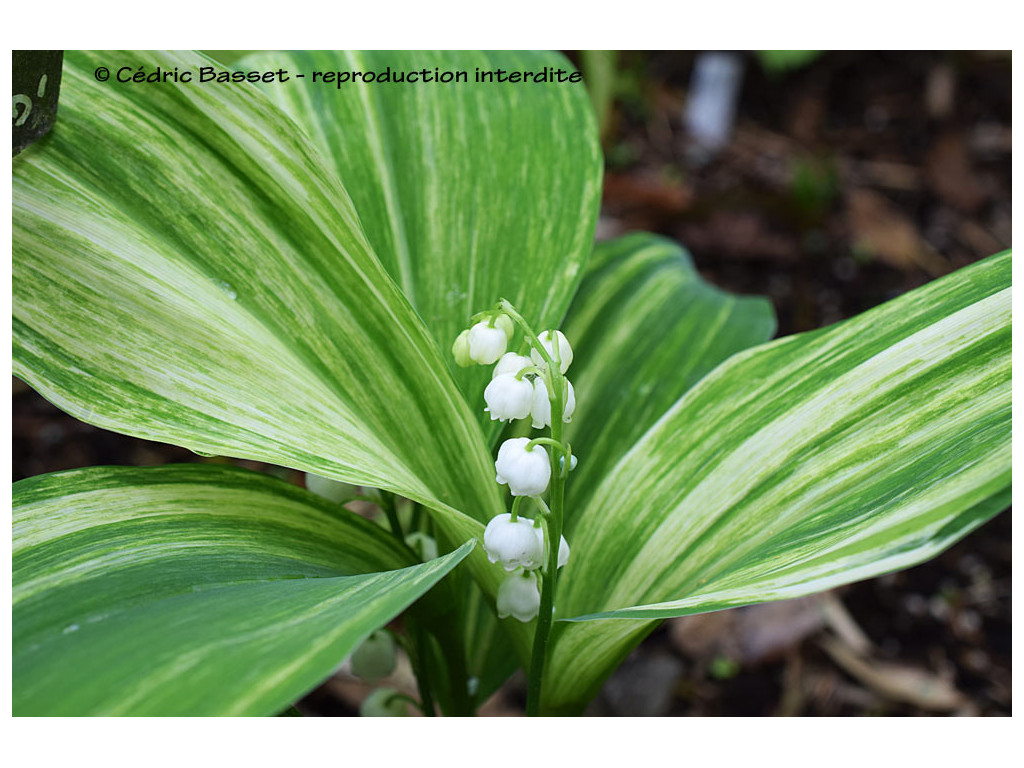 CONVALLARIA KEISKEI 'KI NAKA FU'