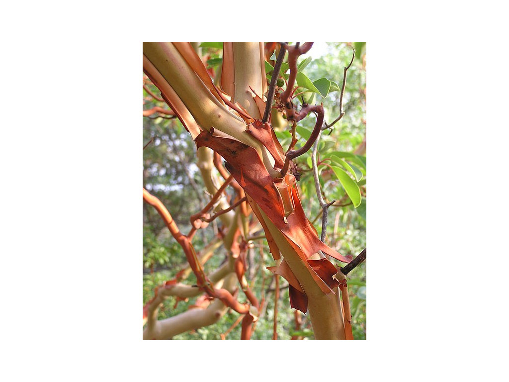 ARBUTUS ANDRACHNE