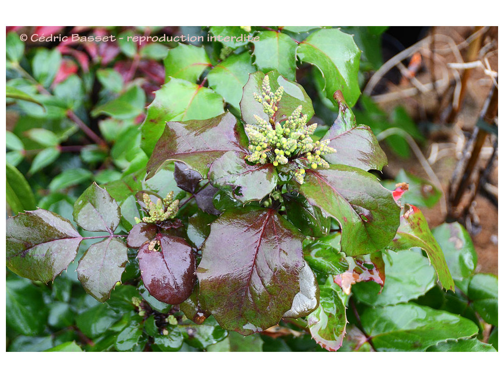MAHONIA REPENS 'ROTUNDIFOLIA'