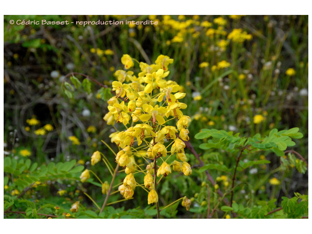 CAESALPINIA JAPONICA JP2492