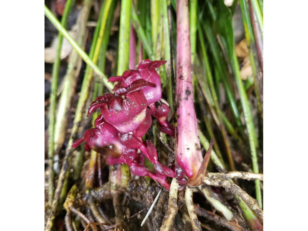 ASPIDISTRA SP.4 Vietnam