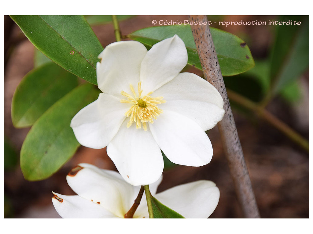 MAGNOLIA LAEVIFOLIA 'FAIRY HONEY VELVET'