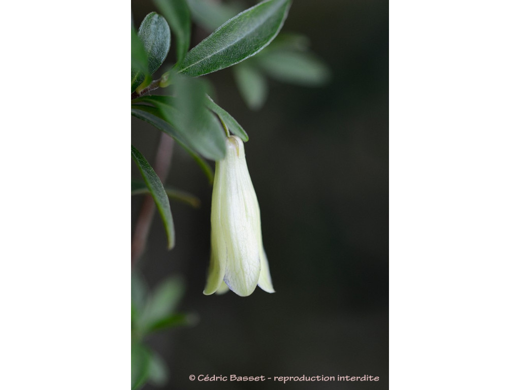 BILLARDERIA LONGIFOLIA 'ALBA'