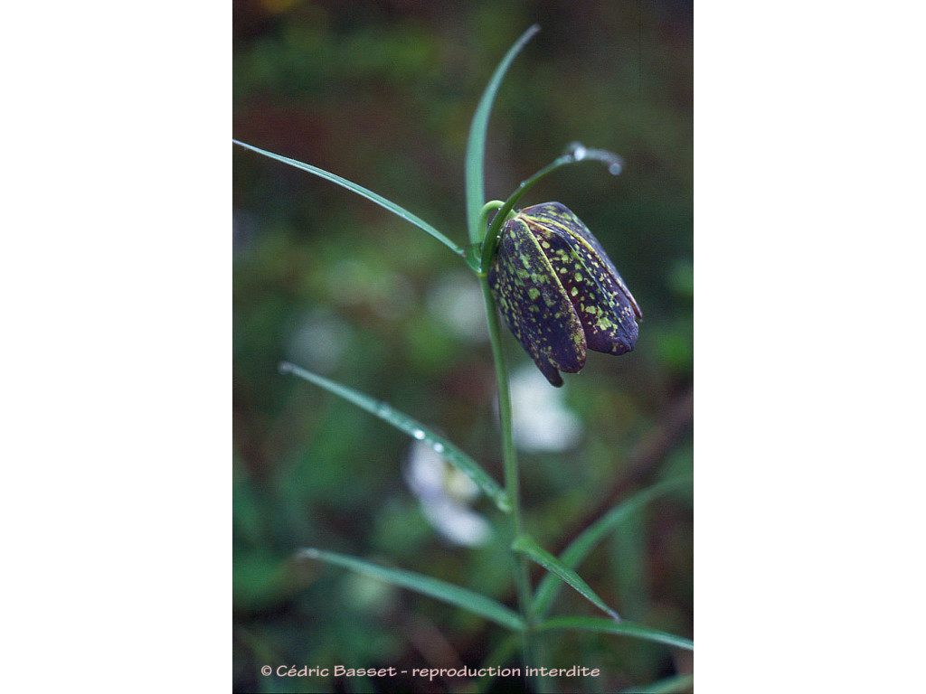 FRITILLARIA CIRRHOSA