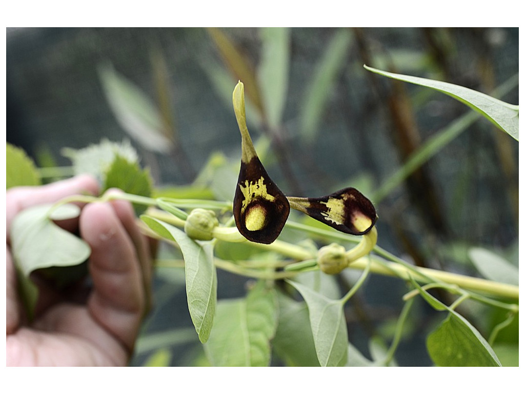 ARISTOLOCHIA DEBILIS CH314