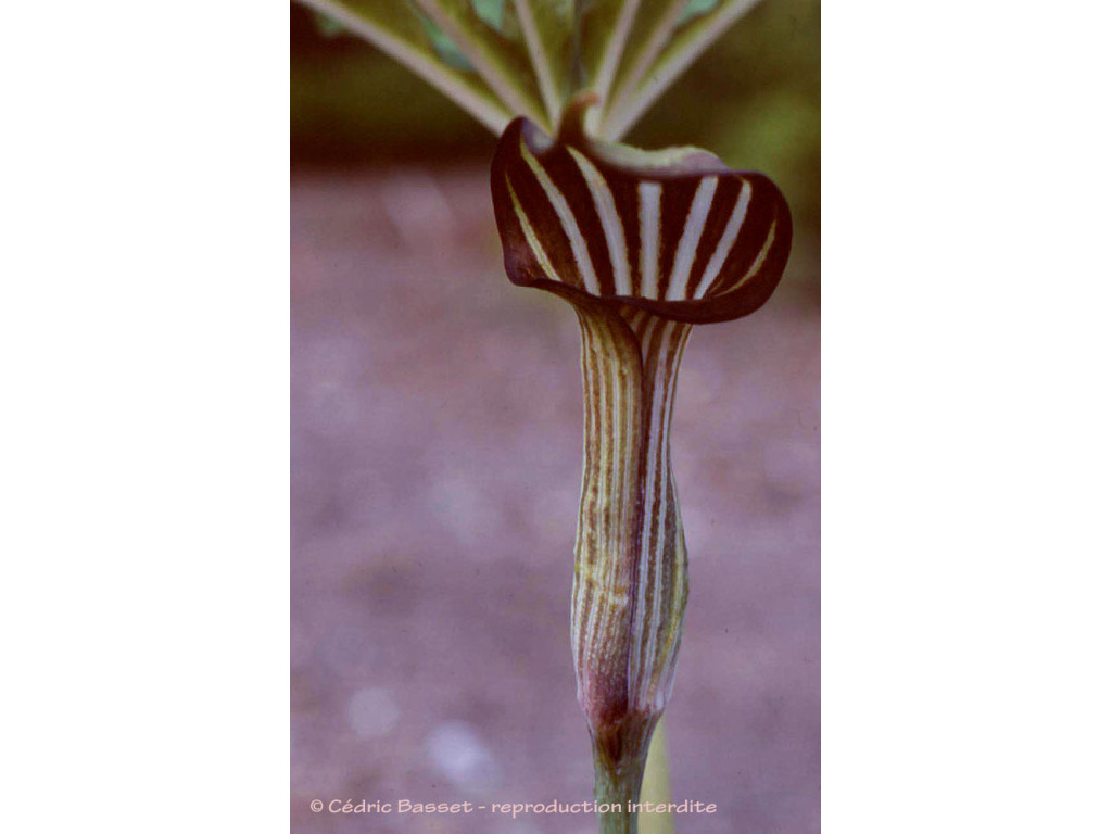 ARISAEMA CONCINNUM