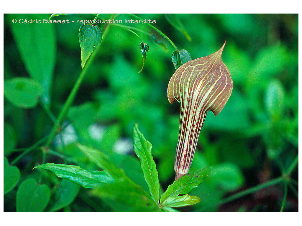 ARISAEMA NEPENTHOIDES