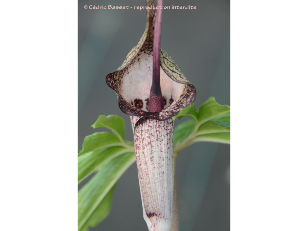 ARISAEMA THUNBERGII subsp.URASHIMA 'HAKUKYOU'