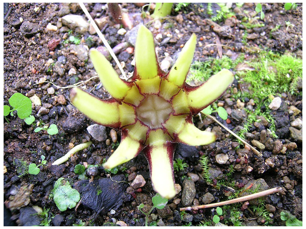 ASPIDISTRA PATENTILOBA