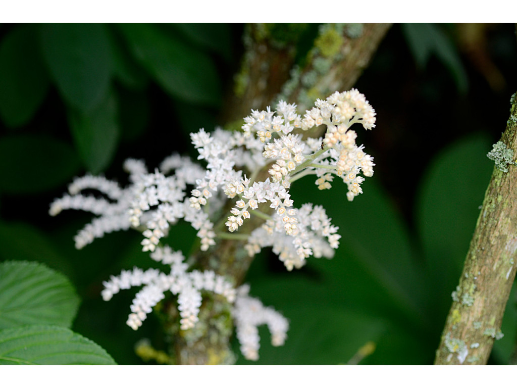 RODGERSIA PURDOMII
