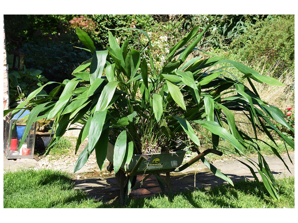 ASPIDISTRA sp. 'GIANT'