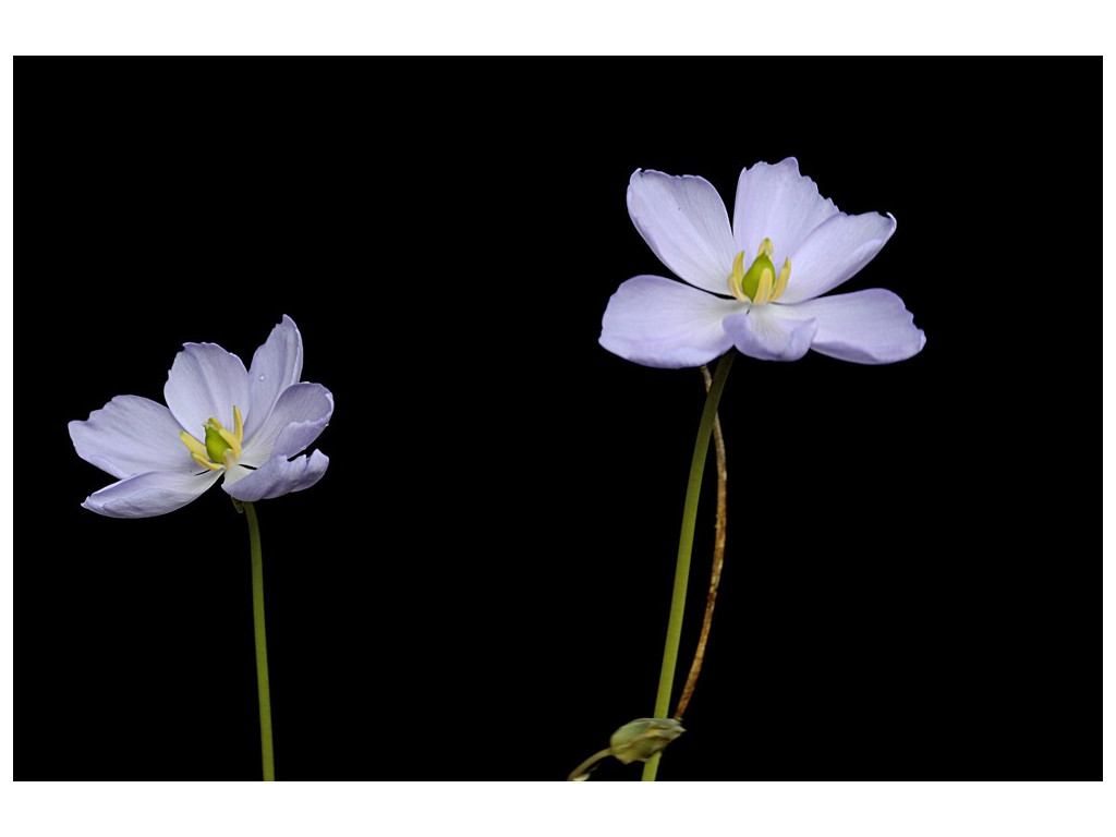 JEFFERSONIA DUBIA