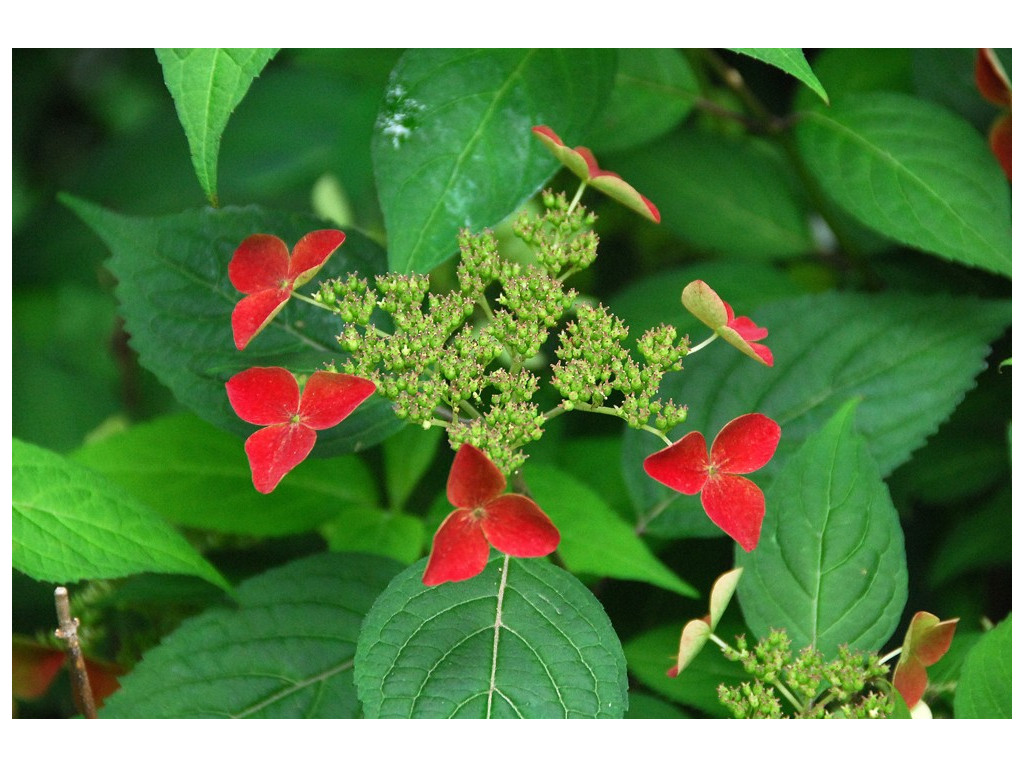 HYDRANGEA SERRATA 'KURENAI'