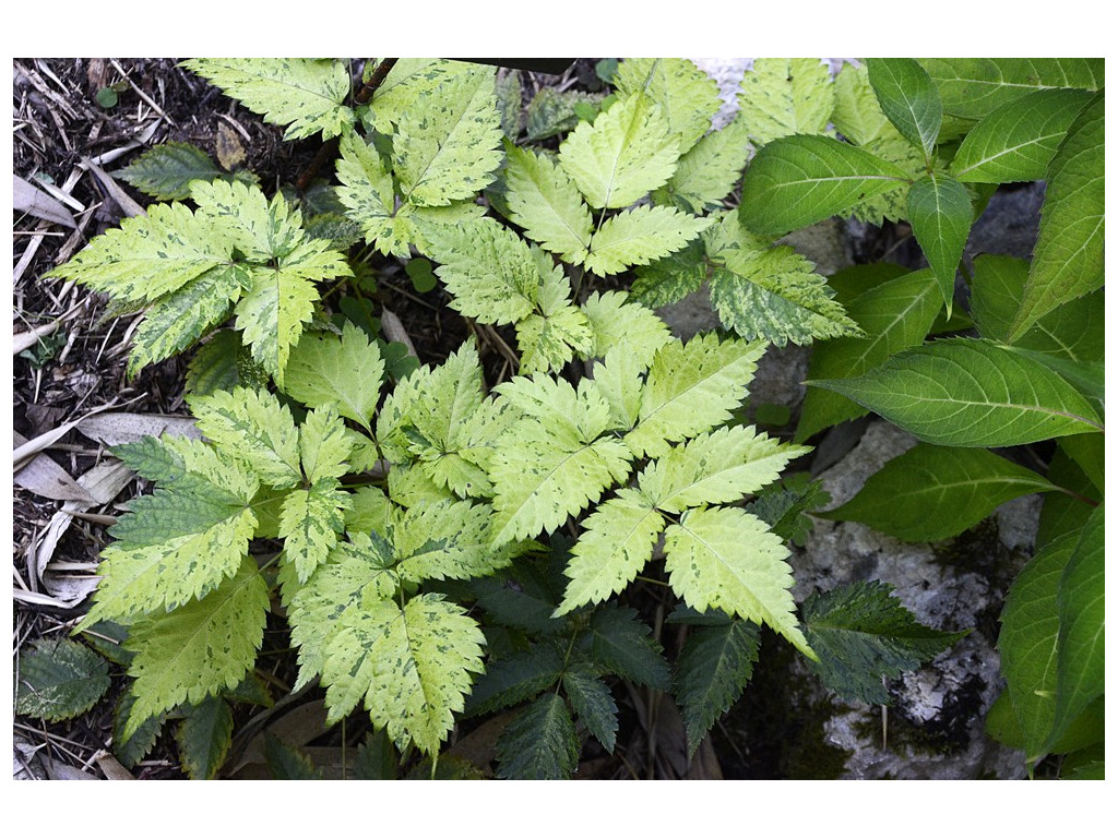 ASTILBE ODONTOPHYLLA 'AKAAKATO'