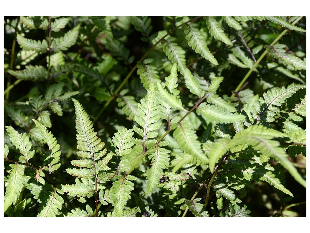 ATHYRIUM NIPONICUM 'SILVER FALLS'