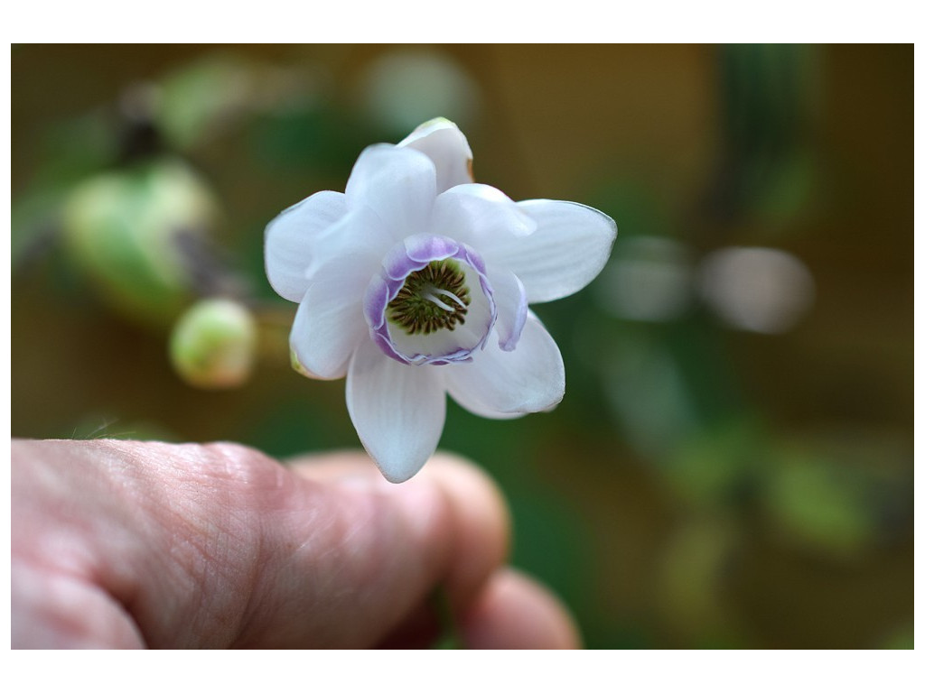 ANEMONOPSIS MACROPHYLLA CMBJP2073