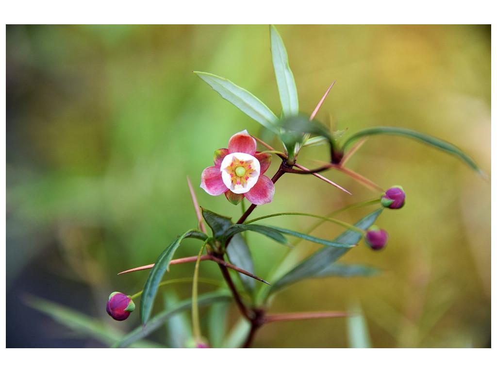 BERBERIS TRIACANTHOPHORA CH4895