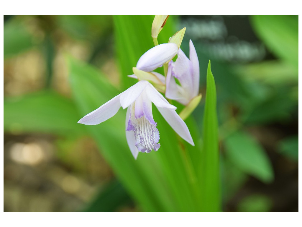 BLETILLA STRIATA 'MURASAKI SHIKIBU'