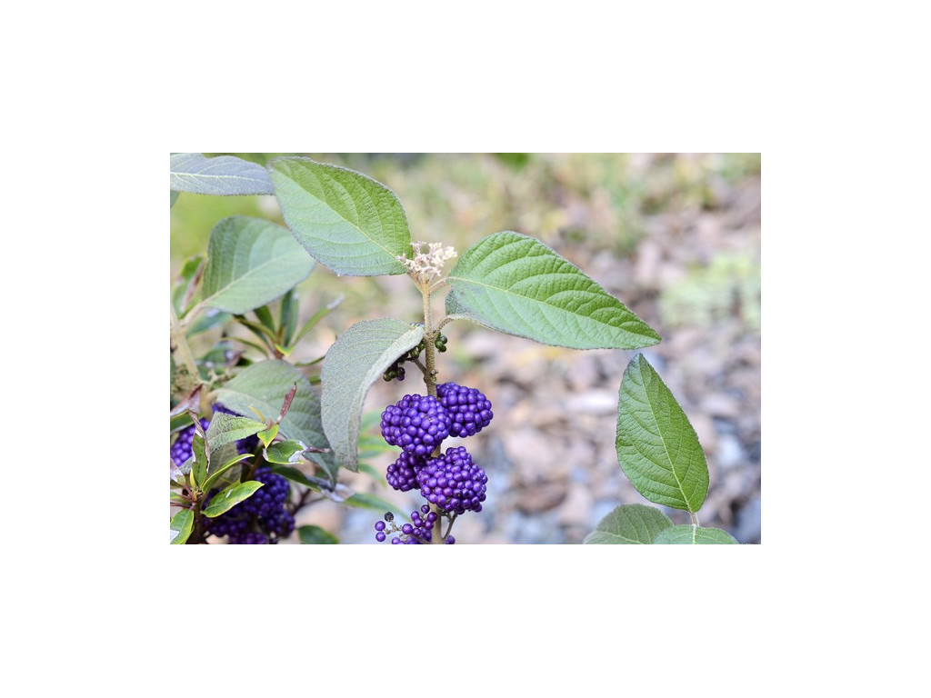 CALLICARPA CMBJP1984