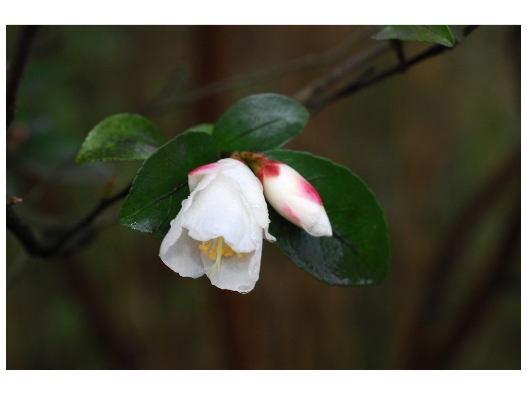 CAMELLIA LUTCHUENSIS CAMELLIA LUTCHUENSIS