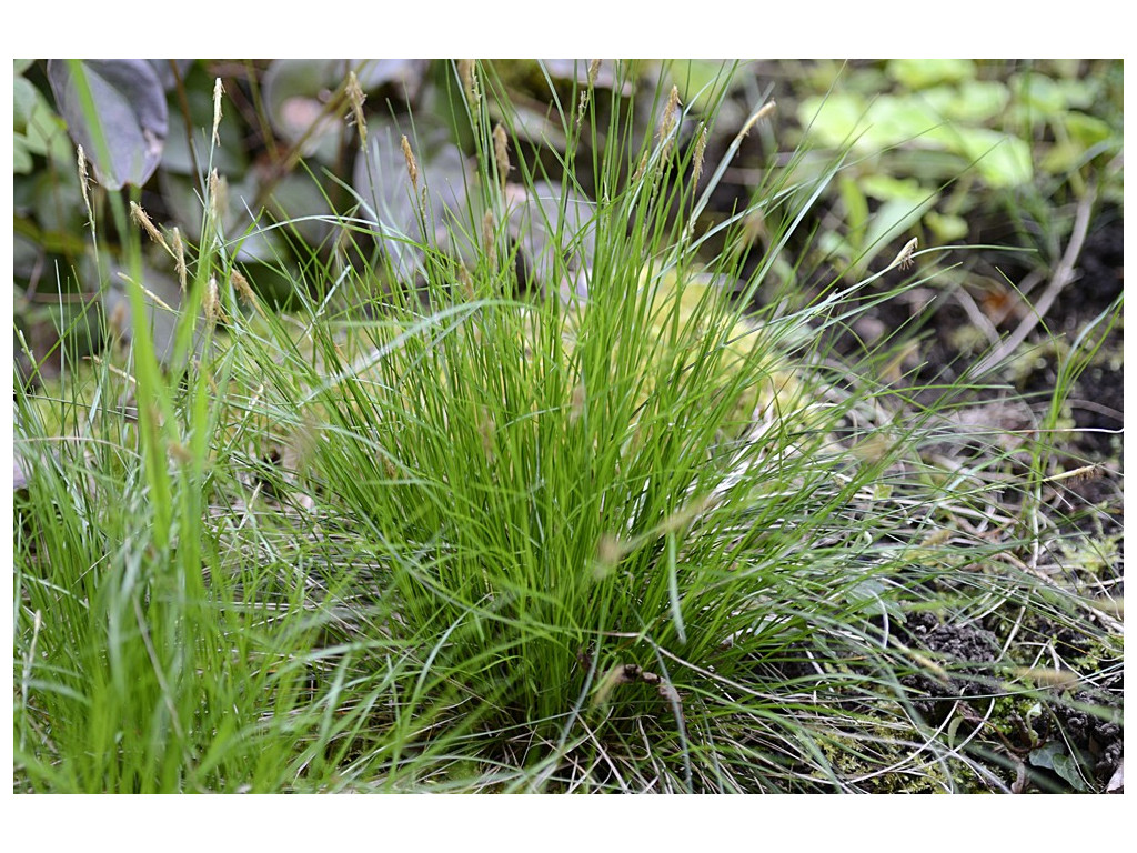 CAREX CBJP1149