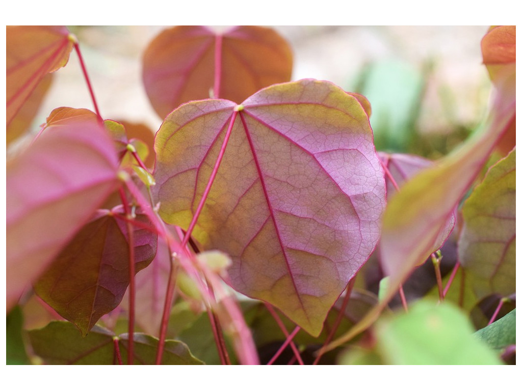 CERCIS GIGANTEA 'KOREAN PINK' KR5529