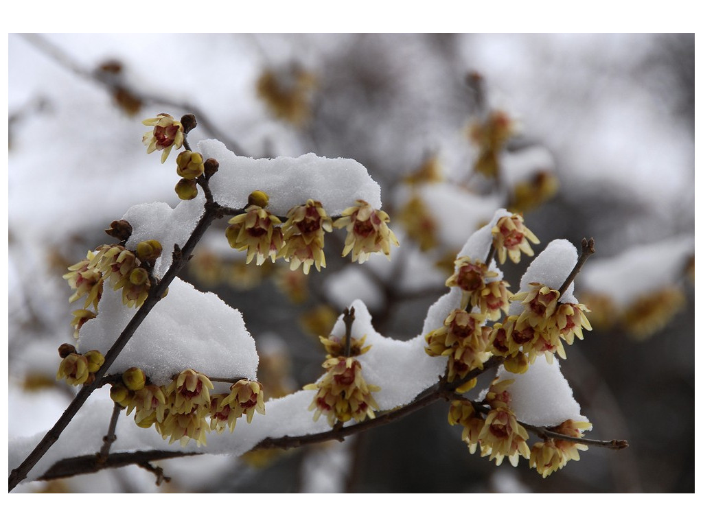 CHIMONANTHUS PRAECOX