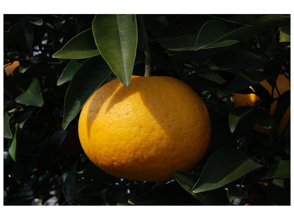 CITRUS NATSUDAIDAI JP5352