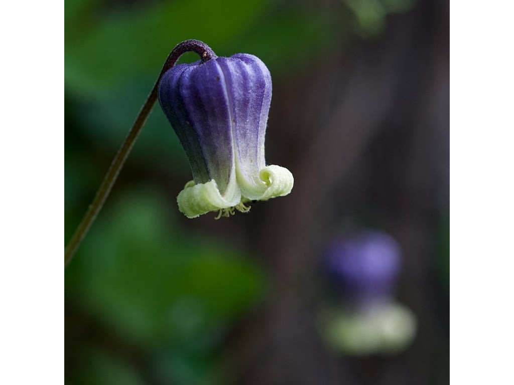 CLEMATIS PITCHERI