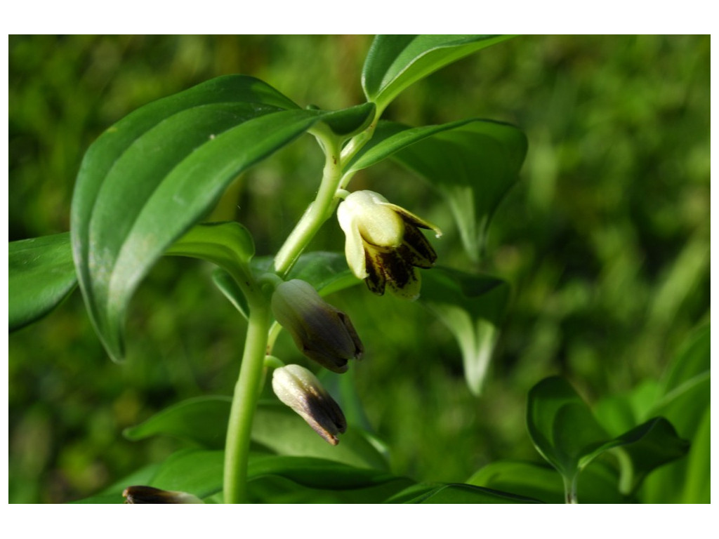 DISPOROPSIS UNDULATA CH857