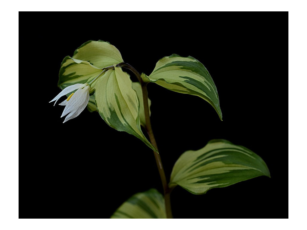 DISPORUM SMILACINUM 'DAISETSUREI'