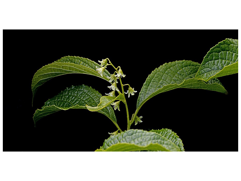 CELASTRUS RUGOSUS CBCH369 CELASTRUS RUGOSUS CBCH369