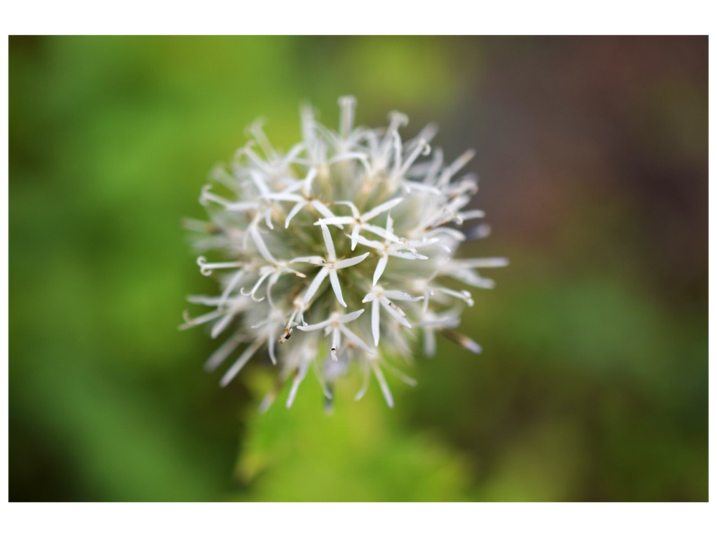 ECHINOPS MARACANDICUS