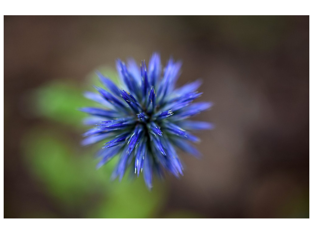 ECHINOPS MICROCEPHALUS